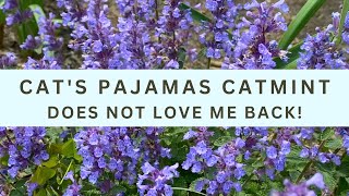 Cats Pajamas Catmint Doesnt Love Me Back [upl. by Hgielac]