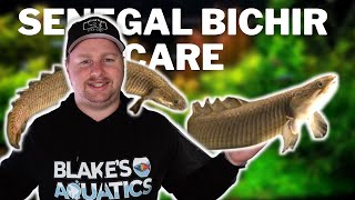 Senegal Bichir Care Guide  Feeding Care Tank Set Up and Breeding Dinosaur Bichir Fish [upl. by Clein957]