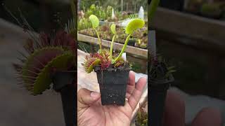 Dionaea Towering Giant plantacarnivora flores plantascarnivoras jardim carnivora plants [upl. by Diann]