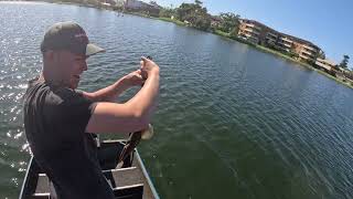 Fishing Narrabeen Lagoon for Flathead Bream and Estuary Perch with Lures [upl. by Emmerie]