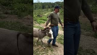 Inside Look Ranch Life is a BLAST cow farmlife donkey [upl. by Aylad536]