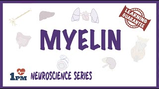 Myelin  Neuroscience series [upl. by Acinomahs699]