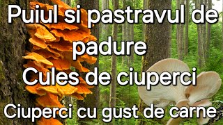 Puiul de padure  Ciuperca cu gust de carneCules de ciuperci și rețete [upl. by Marder]