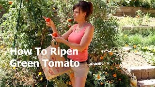 How to Ripen a Green Tomato off the Vine [upl. by Ralip]