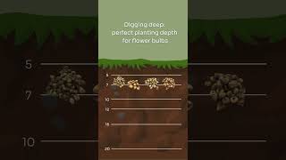 Flower bulbs planting depth [upl. by Asatan]