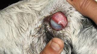 Deep keratitis in a goat 🐐 Pinkeye in goats Mycoplasma conjunctivae ampChlamydia organisms 🐐🐐🐐 [upl. by Alidus]