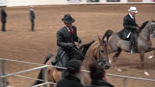 Scottsdale Arabian Horse Show 2021 Country English Pleasure Saddleseat Championship [upl. by Ellehsor]