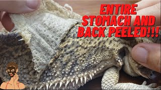 ULTIMATE FULL SHED BEARDED DRAGON PEELING EXTRA CRUNCHY 4K NOSE BOOGERS TWISTING TAIL CLEAN BELLY [upl. by Lebiram]