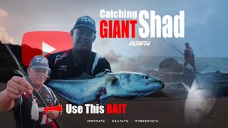 Catching 5 KG Shad TailorElfBlue fish  KZN Fishing Expedition  ASFN Rock amp Surf [upl. by Aillemac224]