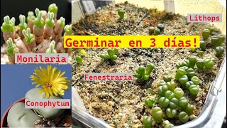 Germinación de Suculentas Africanas 🌵 Monilaria Lithops Fenestraria Lapidaria Conophytum etc [upl. by Siravart]