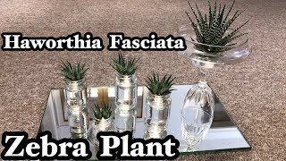 HAWORTHIA FASCIATA ZEBRA PLANT [upl. by Lorin]