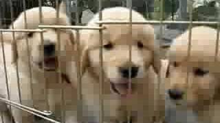 Golden Retriever Puppies [upl. by Yror]