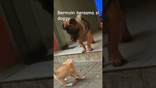 Strange Friendship Meow and Doggy Play Together [upl. by Nerwal]