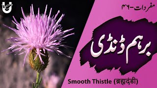 Birham Dandi  Smooth Thistle  ब्रह्मदंडी  بِرہم ڈنڈی [upl. by Bucella]