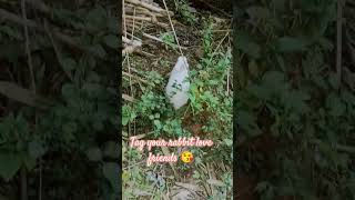 Rabbit s motion animals explorethebeautyofnature youtube [upl. by Neelrak618]