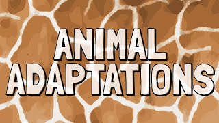 What Are Animal Adaptations [upl. by Thom670]