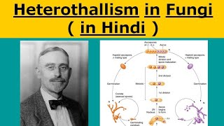 Heterothallism in fungi  in hindi [upl. by Irbua]