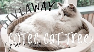 Updated COTEC cat tree review  Ragdolls Pixie and Bluebell GIVEAWAY ended [upl. by Aisan]