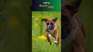 Top 10 Bravest Dog Breeds [upl. by Ylrevaw]