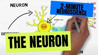 2Minute Neuroscience The Neuron [upl. by Wedurn]