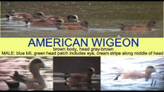 DUCK IDENTIFICATION AMERICAN WIGEON [upl. by Coward]