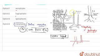 Pneumatophores are persent common in [upl. by Krenek]