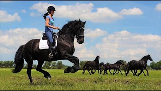 Having fun with Uniek and the young Friesian horses 🐎🐎🐎 [upl. by Yllop702]