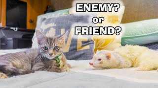 Ferrets Meet a Kitten for the 1st Time [upl. by Torrlow241]