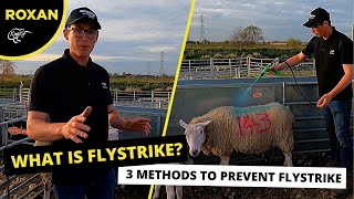 WHAT IS FLYSTRIKE  3 METHODS TO PREVENT FLYSTRIKE [upl. by Nnylarat]