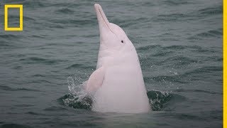 Los DELFINES ROSADOS son REALES y están DESAPARECIENDO en HONG KONG  NatGeo en Español [upl. by Tychon]