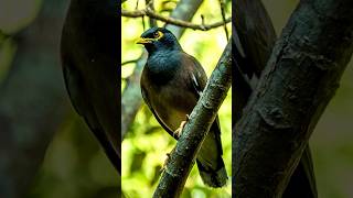 Common Myna Bird Call  Natures Sneakiest Sound shorts birds [upl. by Faye]