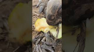 Giant tortoise accidentally gets a mouthful of 💩 [upl. by Penrose517]