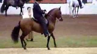 Paso Fino 2004 National Fino Stallions [upl. by Esenwahs]