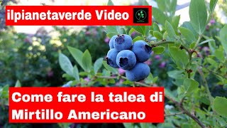 Come fare la talea di Mirtillo Gigante Americano [upl. by Enirbas]