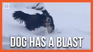 Dog Has a Ball Playing in Heavy Snow in Buckfield ME [upl. by Akema]