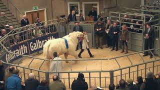 Charolais Bull Sale 37 Bulls 8000 – 24000gns at Stirling Bull Sales 22nd February 2022 [upl. by Eilahtan]