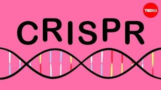 How CRISPR lets you edit DNA  Andrea M Henle [upl. by Jarlathus690]