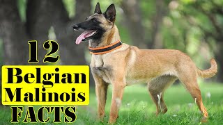 Belgian Malinois  12 Incredible Facts [upl. by Fielding]