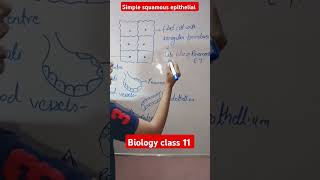 Simple squamous epithelial tissue Biology class 11 shorts [upl. by Enahpets]