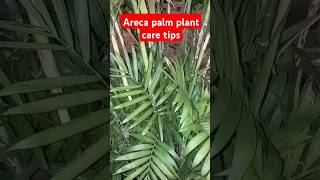 Areca palm plant care tips arecapalmcare gardening indoorplants viralshorts [upl. by Andonis]