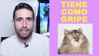 ¿Qué hago si mi gato está quotcomoquot con gripe [upl. by Frost]