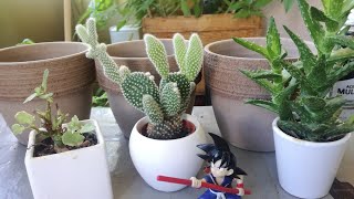 Como transplantar cactus 🌵 🌵 [upl. by Arabella]