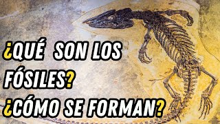 ¿Qué son los Fósiles ¿Cómo se forman [upl. by Nylsirk594]