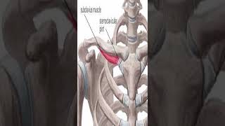 Anatomy Subclavius Muscle shorts [upl. by Ativak]