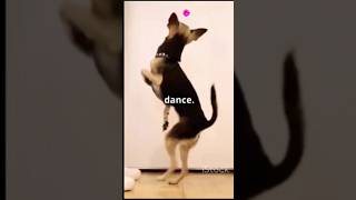 Dogs Waggling Tails Pure Joy [upl. by Namad]