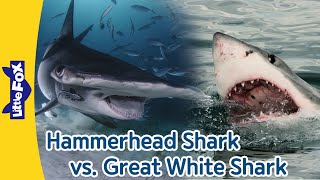 Hammerhead Shark vs Great White Shark Differences between Hammerhead Sharks and Great White Sharks [upl. by Veal]