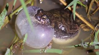 Anfíbios vocalizando  amphibians vocalizing [upl. by Normandy]