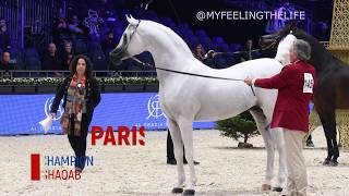 Hariry Al Shaqab the WORLD PLATINUM Champion Arabian Stallion Paris 2019 [upl. by Aihsemat]