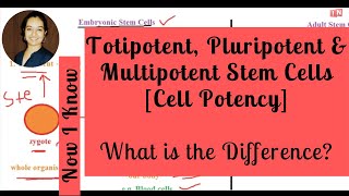 Totipotent Pluripotent amp Multipotent Stem Cells  What is the Difference Cell Potency [upl. by Eirol]