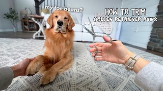 How I Groom My Dogs Paws ASMR [upl. by Gnut507]